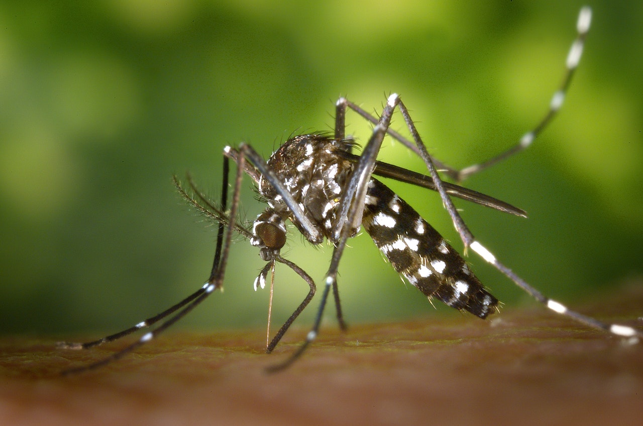 Jak odstraszyć komary 9 domowych sposobów na komary