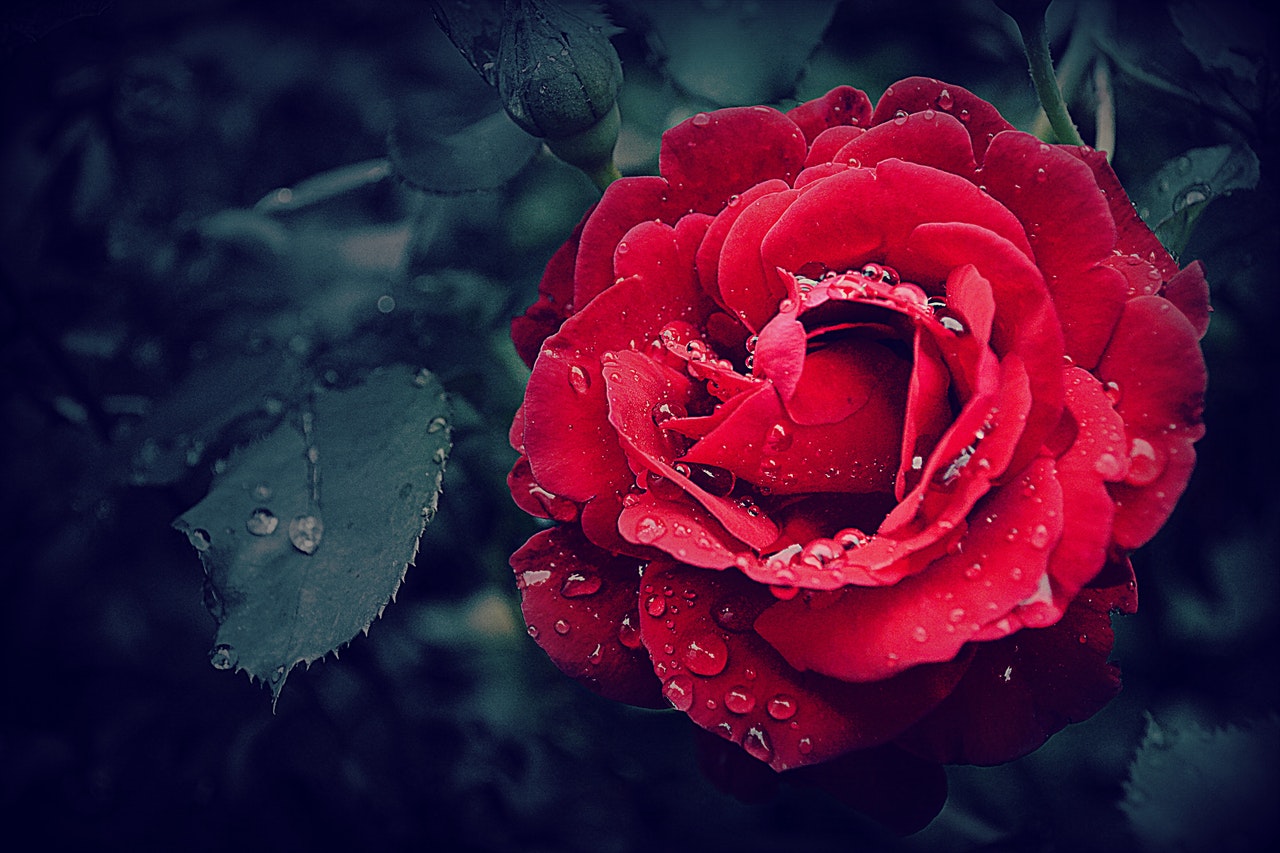 Jak przedłużyć żywotność róż 4 sposoby na świeże róże w wazonie