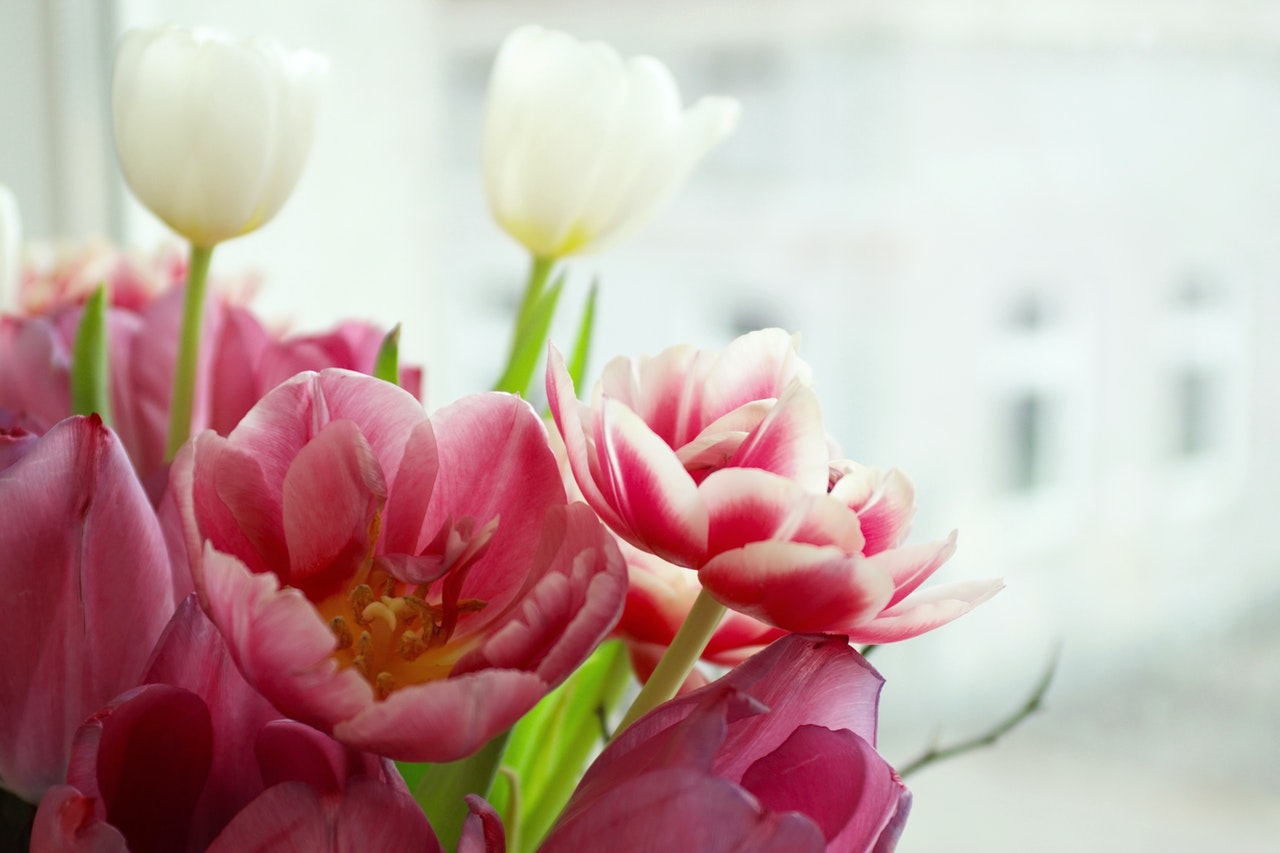 Jak przedłużyć żywotność tulipanów w wazonie 5 sposobów na cięte tulipany