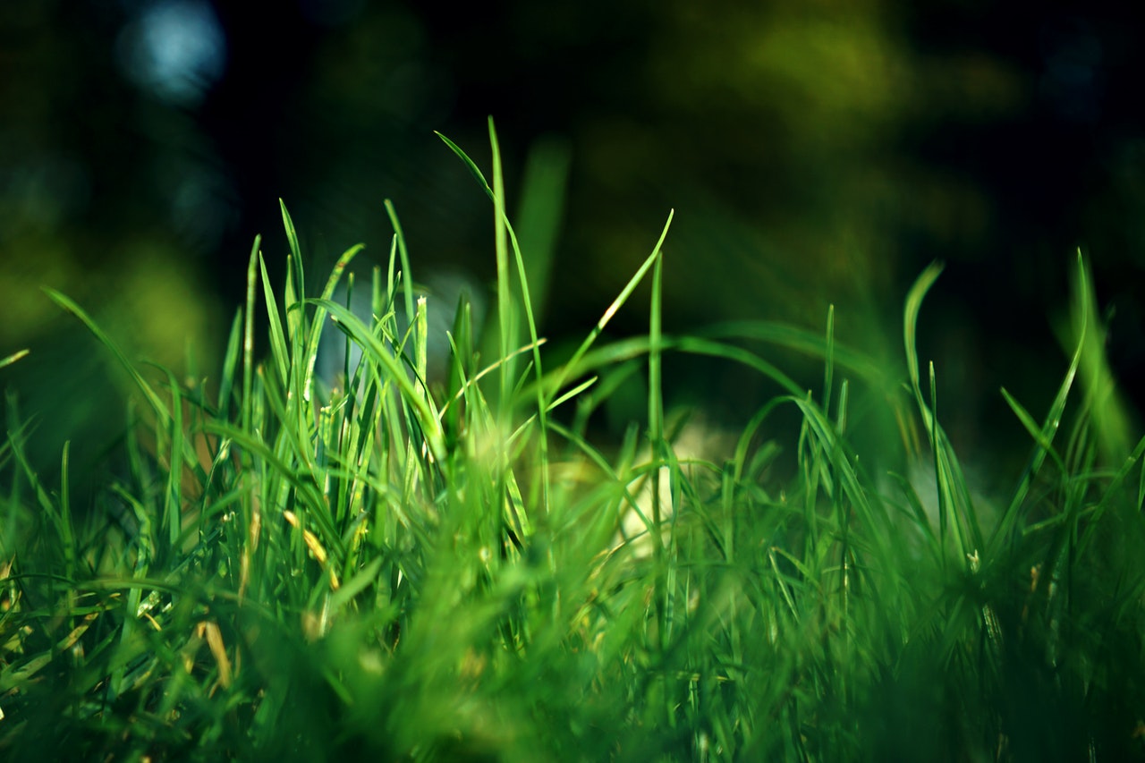 Jaką trawę wybrać – sprawdzone mieszanki traw do zasiania w ogrodzie