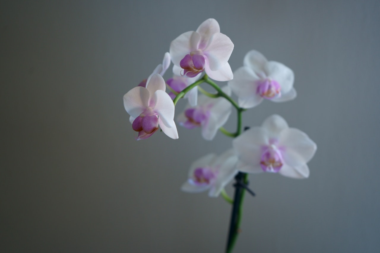 Kwiaty doniczkowe kwitnące – 7 popularnych odmian